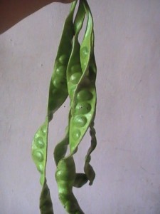 还没有处理好的臭豆